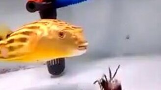 Какая всеядная рыба! - смотреть видео (1:01)