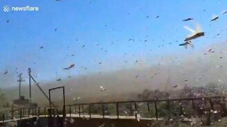 Саранча наступает - смотреть видео (1:16)