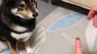 Фокус для собаки - смотреть видео (0:25)