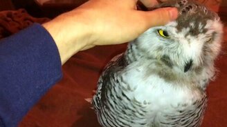 Ласка для полярной совы - смотреть видео (1:02)