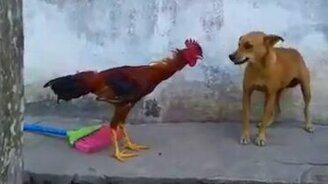 Петух гоняет пса - смотреть видео (1:00)