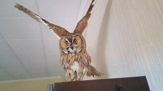 Сова, которая очень любит брызги воды - смотреть видео (1:39)