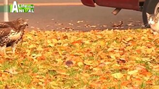 Кошка против коршуна - смотреть видео (1:21)