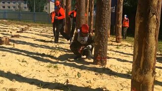 Лучшая валка дерева - смотреть видео (0:55)