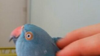 Ласка для попугая - смотреть видео (1:13)