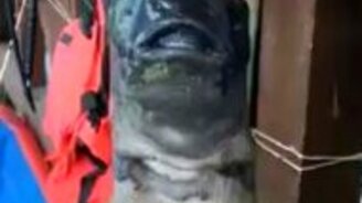 Очень странная на вид рыба - смотреть видео (0:48)