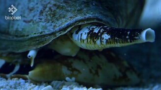 Как улитка поглотила рыбу - смотреть видео (1:16)