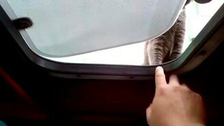 Зверь нападает на водителя - смотреть видео (1:02)