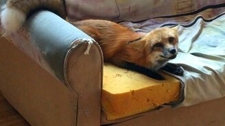 Кто диван порвал? - смотреть видео (0:25)