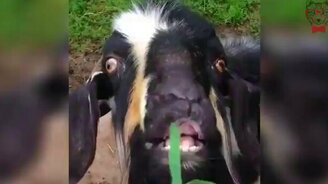 Вкуснятина для козлика - смотреть видео (0:06)