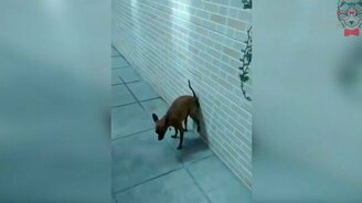 Накакал на стену - смотреть видео (0:14)