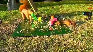 Белка прогоняет бурундука - смотреть видео (0:26)