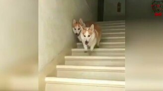 Синхронный спуск с лестницы - смотреть видео (0:08)