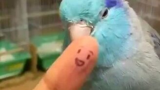 Попугай боится пальца - смотреть видео (0:28)