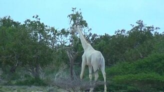 Белые жирафы - смотреть видео (1:04)