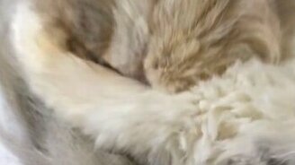 Смешной кошачий храп - смотреть видео (0:23)