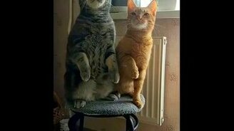 Кот, ты любишь кошку? - смотреть видео (0:14)