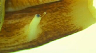 Смертельно опасная улитка - смотреть видео (2:28)