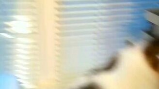 Коту не хватает пластика в организме - смотреть видео (1:12)