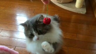 Кошечка и вишенка - смотреть видео (0:12)