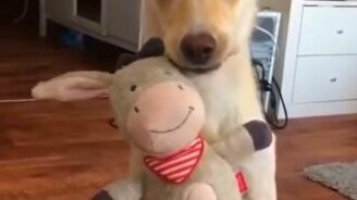 Забавный пёсик и мягкая игрушка - смотреть видео (0:15)