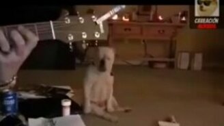 Самый заядлый пёс-рокер - смотреть видео (0:51)