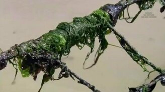 Как выращиваются водоросли для суши - смотреть видео (9:01)