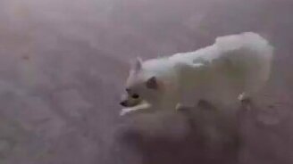 Первые в жизни собаки ступеньки - смотреть видео (0:19)