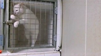 Кошачий побег из клетки - смотреть видео (0:24)