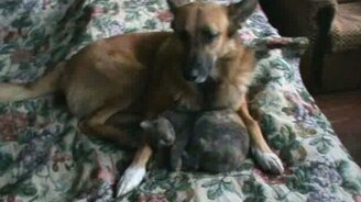 Хорошо жить мирно! - смотреть видео (0:23)