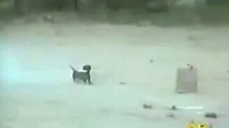 Фейерверк и такса - смотреть видео (0:24)