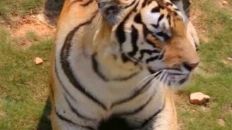 Китаец разводит тигров - смотреть видео (1:03)