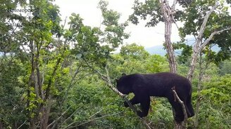 Медведи-древолазы собирают жёлуди - смотреть видео (2:22)