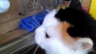 Кошка утоляет жажду из-под крана - смотреть видео (0:31)