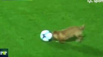 Собака - в футбол играка - смотреть видео (0:59)