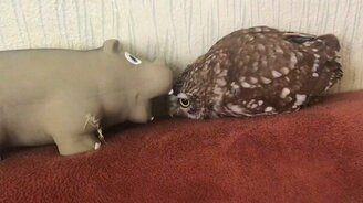 Сыч знакомится с игрушкой - смотреть видео (0:22)