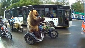 Мишка Потапыч на мотоцикле - смотреть видео (1:08)