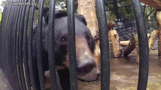 Привет, новосибирский зоопарк! - смотреть видео (9:09)