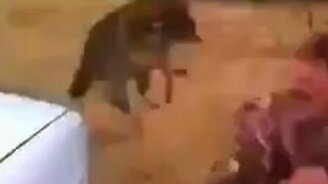 Бойся енотов! - смотреть видео (0:06)