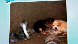 Кобра спасла щенков - смотреть видео (0:40)