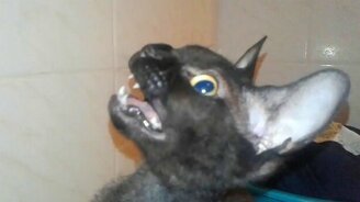 Кошка охотится на комара - смотреть видео (0:59)