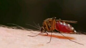 Что произойдёт, если все насекомые вымрут - смотреть видео (3:29)