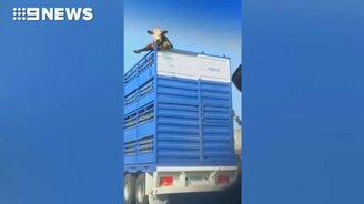 Везучая корова в кузове - смотреть видео (0:44)