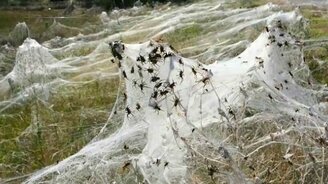 Комары и пауки в Таганроге - смотреть видео (0:28)