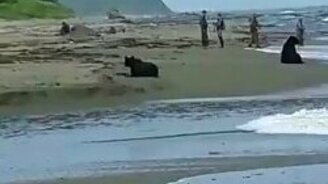 В Долинском районе медведь рыбачил рядом с людьми - смотреть видео (0:28)