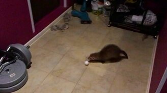 Хорёк-теннисист - смотреть видео (0:52)