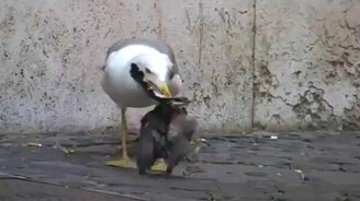 Невероятно голодная чайка - смотреть видео (1:07)