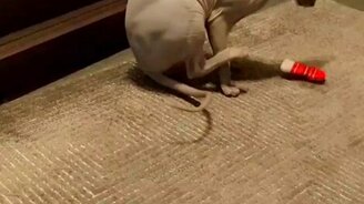 Как согреть кота-лысика - смотреть видео (0:54)