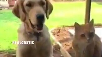 Пёс укусил кота - смотреть видео (0:18)