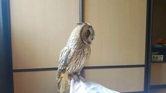 Сова-будильник - смотреть видео (0:48)